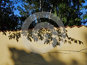 Shadow of tree leave on the grunge yellow wall