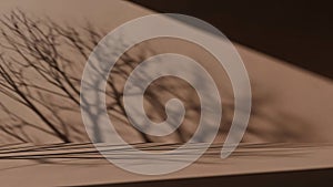 Shadow of Tree on Paper with Artistic Effect