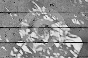 Shadow of tree on raw concrete wall with wooden formwork