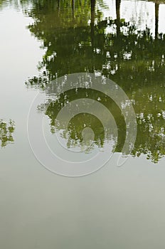 Shadow of Tree Reflect In Water of Pond for Natural Background.