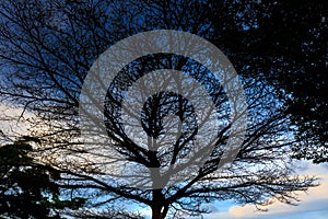 Shadow of the tree spring under the beautiful sky.