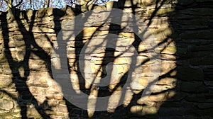 Shadow of a tree on a stone wall.