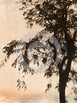 Stucco wall, tree shadow