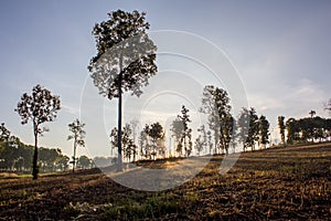 Shadow tree on Sun Set background