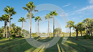 Shadow tree and tree palm at the darden