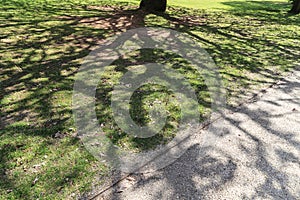 The shadow of tree in werribee park in melbourne,australia