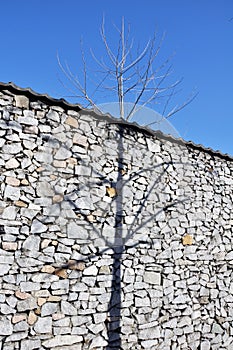 Shadow of a tree on the white stone wall