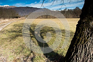 Shadow of tree in wintry landscape