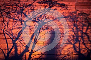 Shadow of trees on the wall, sunset sky