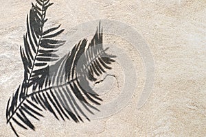 The shadow of a tropical leaf on a white sand