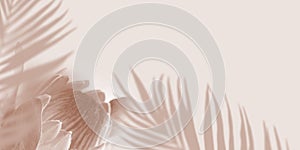 Shadow Tropical Palm leaves and Protea flower on light pastel Background. Creative copyspace banner. Unobtrusive