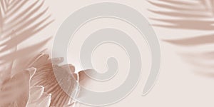 Shadow Tropical Palm leaves and Protea flower on light pastel Background. Creative copyspace banner. Unobtrusive