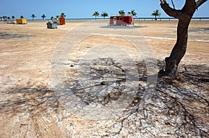 Shadow under tree in desert, Picnic area along Dibba beach