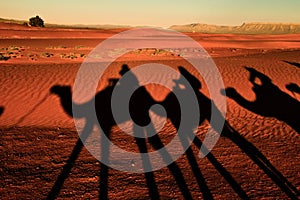 Shadow of camels en route through the desert of Zagora, in the Sahara photo