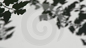 Shadow on the white wall. A branch with leaves of a plant sways in the wind. Natural background.