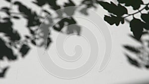 Shadow on the white wall. A branch with leaves of a plant sways in the wind. Natural background.