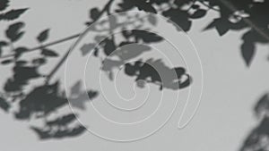 Shadow on the white wall. A branch with leaves of a plant sways in the wind. Natural background.