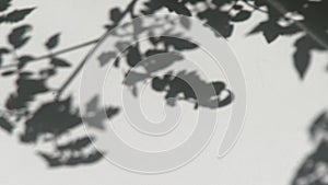 Shadow on the white wall. A branch with leaves of a plant sways in the wind. Natural background.