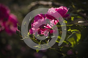 Shadowed Pink Roses in a Garden