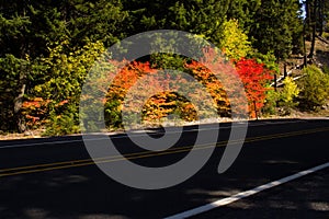 Shadowed road with fall color