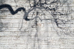 Shadows of the bent boughs on a wall