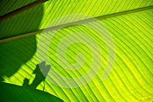 Shadows on a Broad Leaf