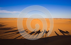 Shadows camel caravan on the desert sand
