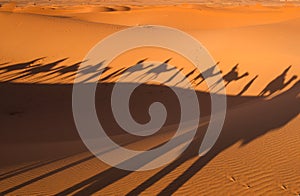 Shadows camel caravan on the desert sand