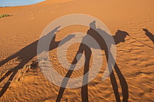 Shadows of a couple on camel dromedaries on the sand dunes