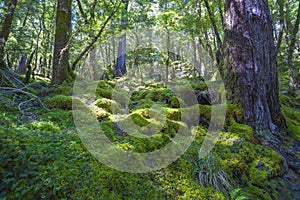 Shadows deep in rainforest on mossy forest floor