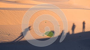 SHADOWS in the dunes