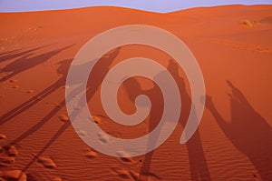 Shadows on the dunes in the desert of Morocco