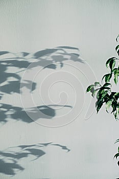 Shadows of flowers house plant on wall wallpapers grey background. Desing, ard, abstract concept