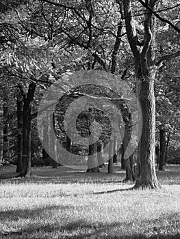 shadows in the forest, monochrom