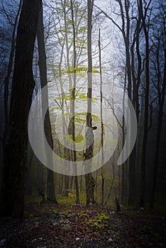 Shadows from the Ghost Forest