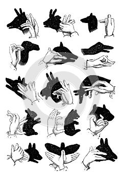 Shadows of the hand. - Reindeer, chamois, sheep, camel, pig, goose, wolf, goat, elephant, hare, bear, ox, dog, butterfly, ass,