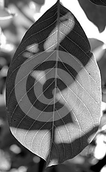 Shadows on the leaf. Filter applied