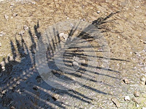 Shadows of the Leaves of Coconut Trees on Watery Soils