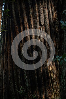 Shadows And Light Play On The Charred Trunk Of Redwood Tree