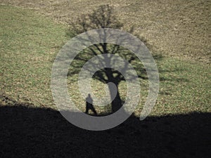 Shadows of a man and a tree