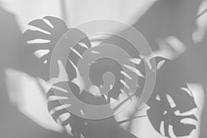 Shadows monstera leaf on concrete textured wall surface background