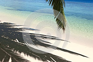 Shadows of the palm tree