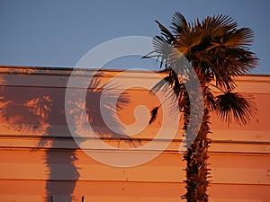 Shadows from palm trees on the facade of a building in the rays of the sun