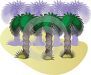 Shadows of Palm Trees on a Sandy Island