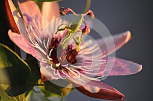 Shadows Passion Flower 2