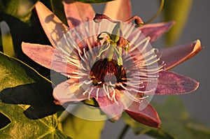 Shadows Passion Flower