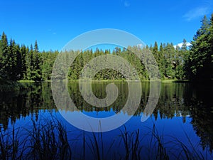 Shadows of the pine trees reflect in the mountain lake deep in the forest