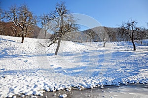 Shadows on snowy orchard