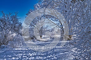 Shadows on Snowy Trail