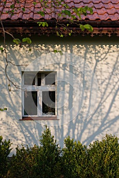 Shadows of spring tree branches on a white wall of an old polish house. Hose facade with window colored in blue.